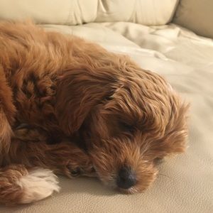 Meet your Posher, Benjamin